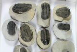 Lot: Assorted Devonian Trilobites - Pieces #92169-1